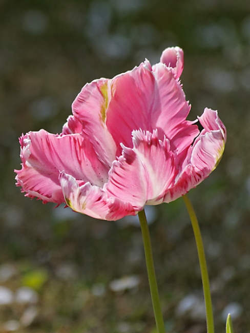 Jardin des Impressionnistes-067